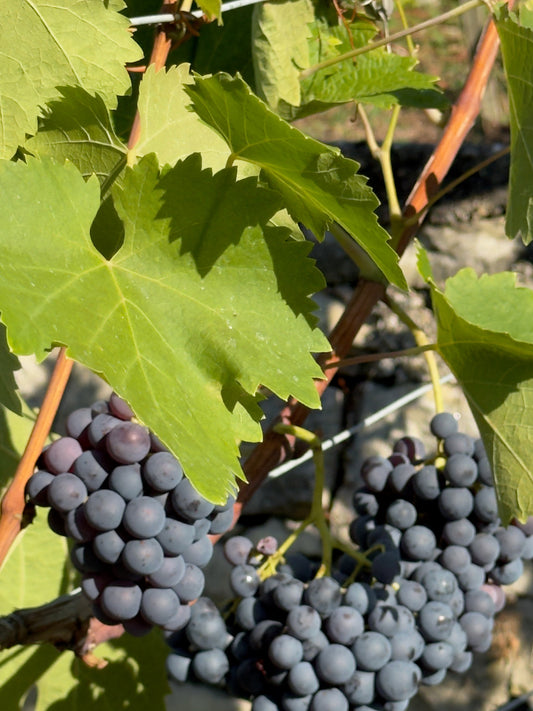 Weinlese 2026 – Ein Tag voller Sonne, Freundschaft und Wein 🍇
