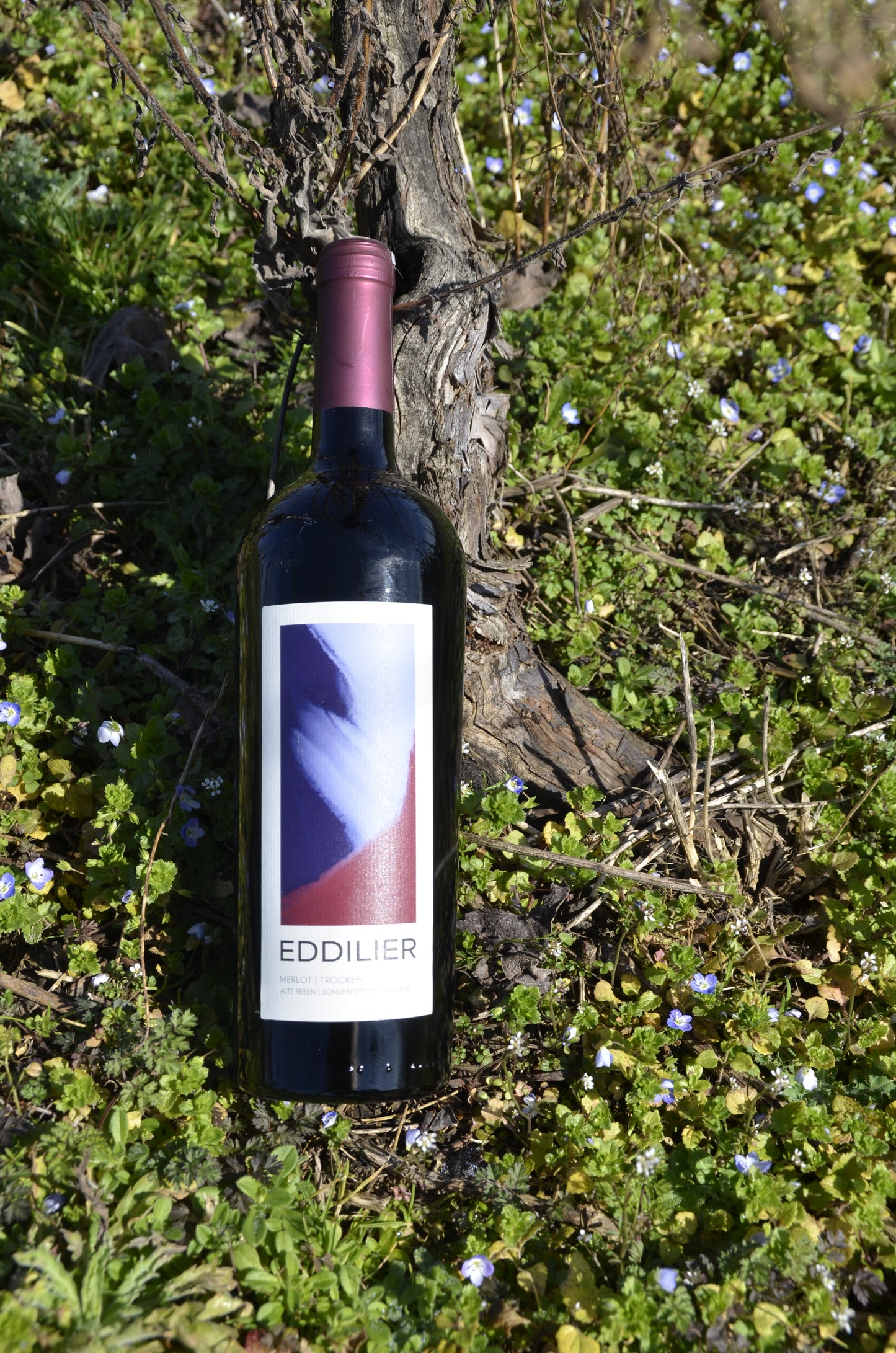 MERLOT TROCKEN 2024 - aus dem Barrique Fass
